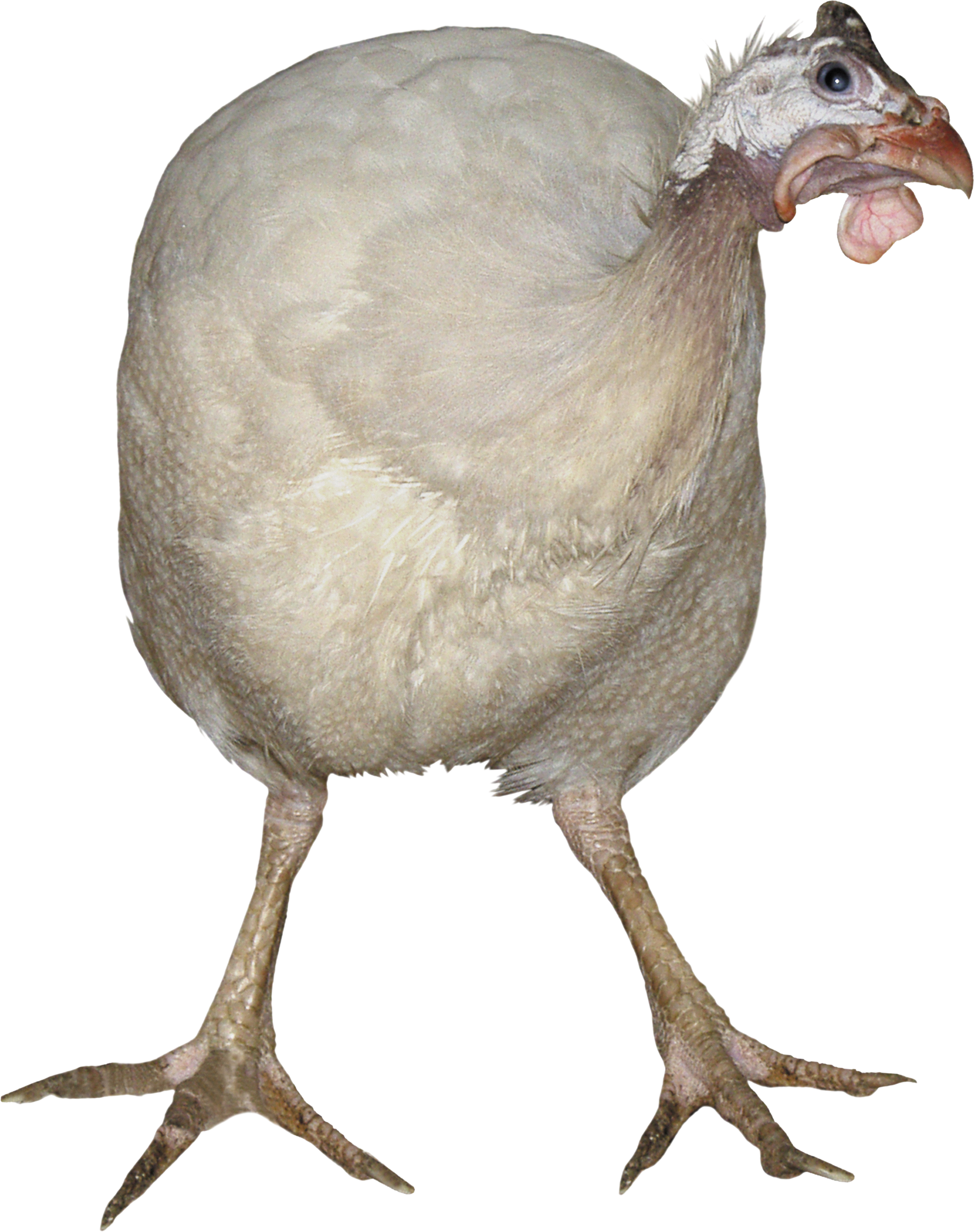 Turkey bird PNG