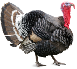 Turkey bird PNG