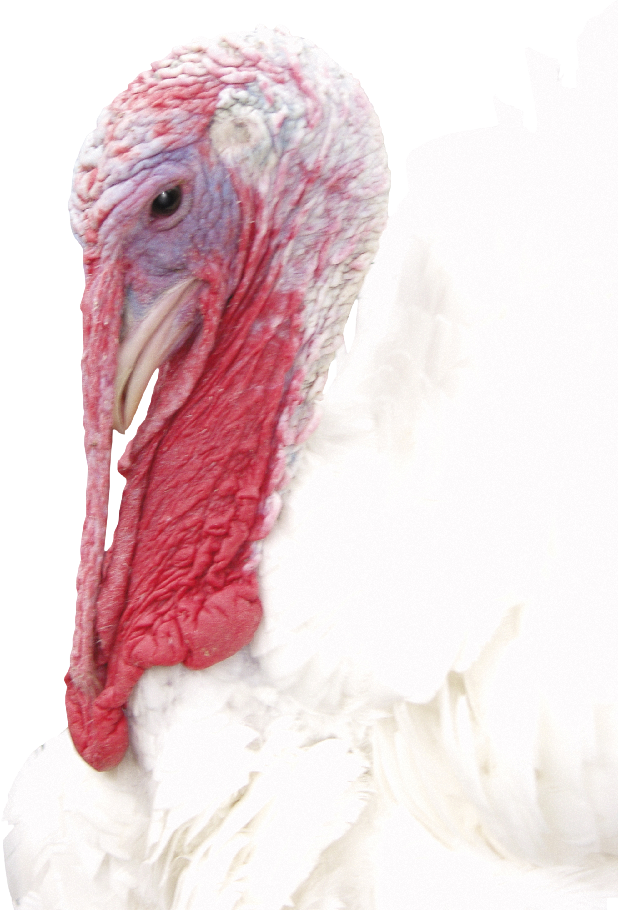 Turkey PNG image free Download