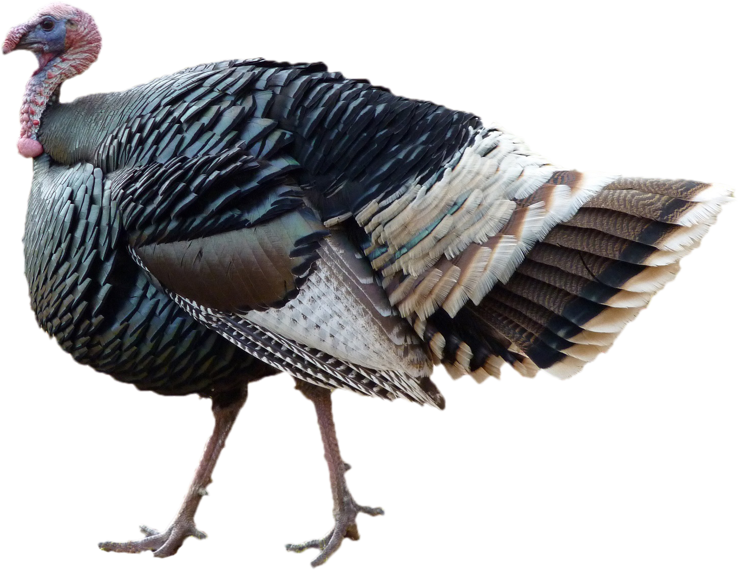 Turkey PNG images free download