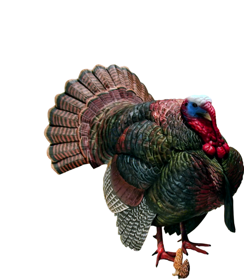 Turkey PNG image free Download