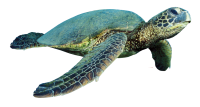 Tortuga PNG