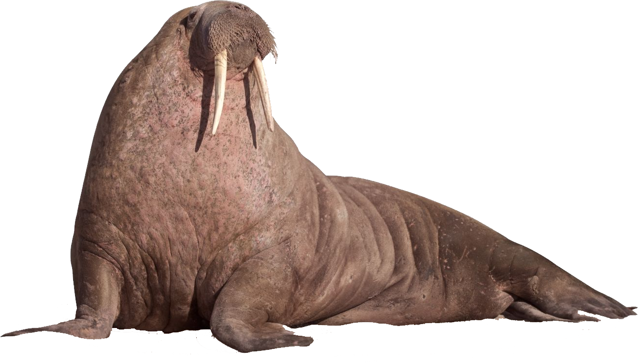 png images: walrus