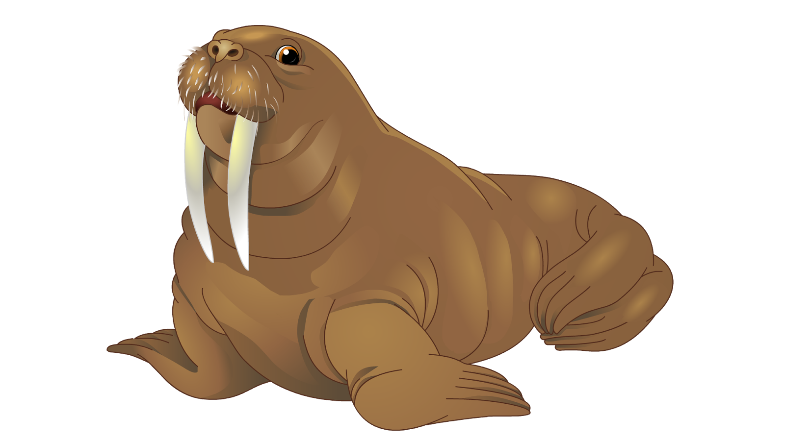 Walrus PNG images Download