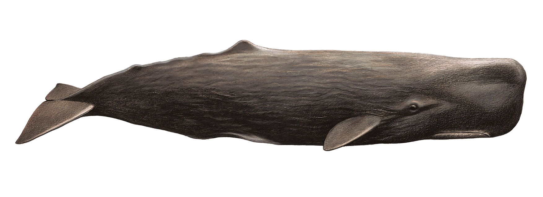 Whale PNG image free Download