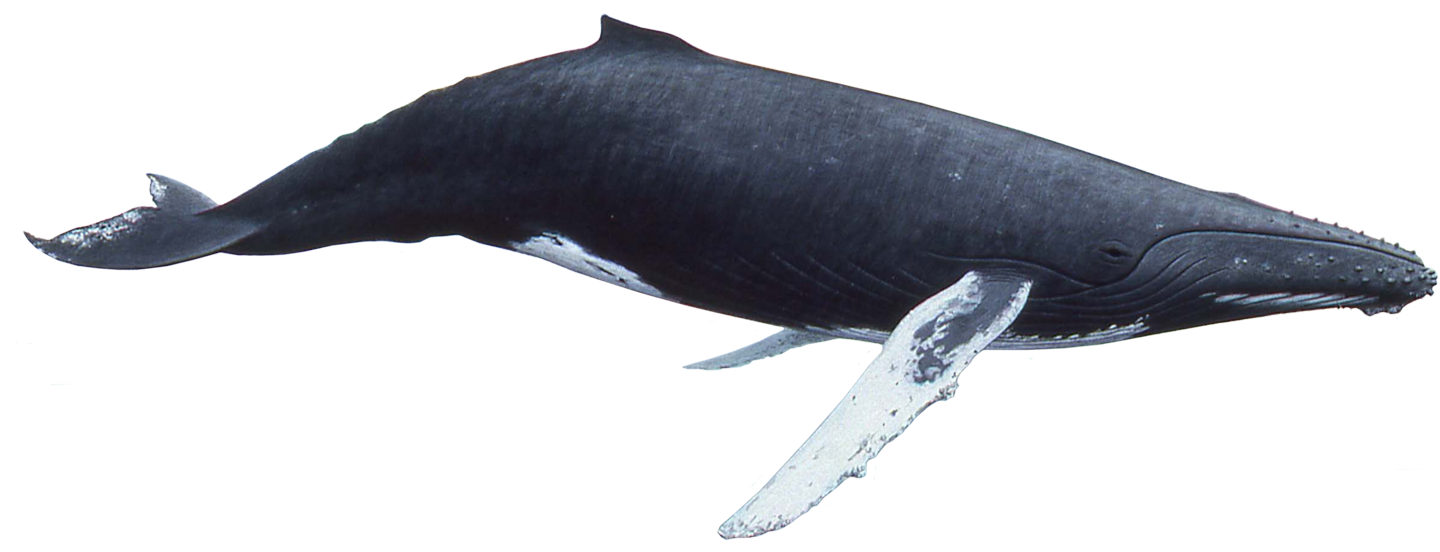 Ballena PNG