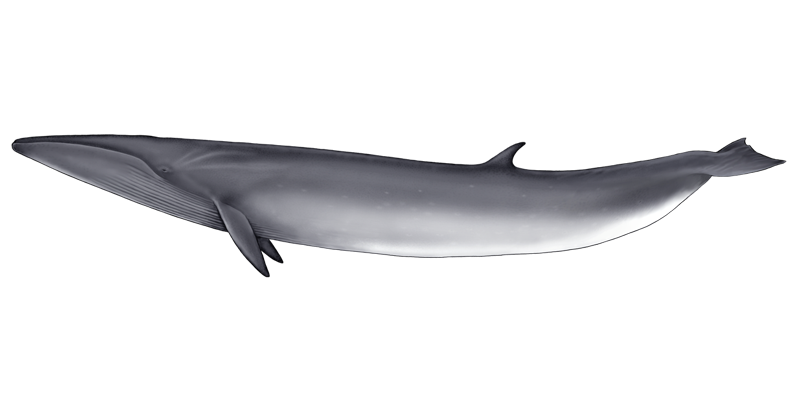Whale PNG image free Download