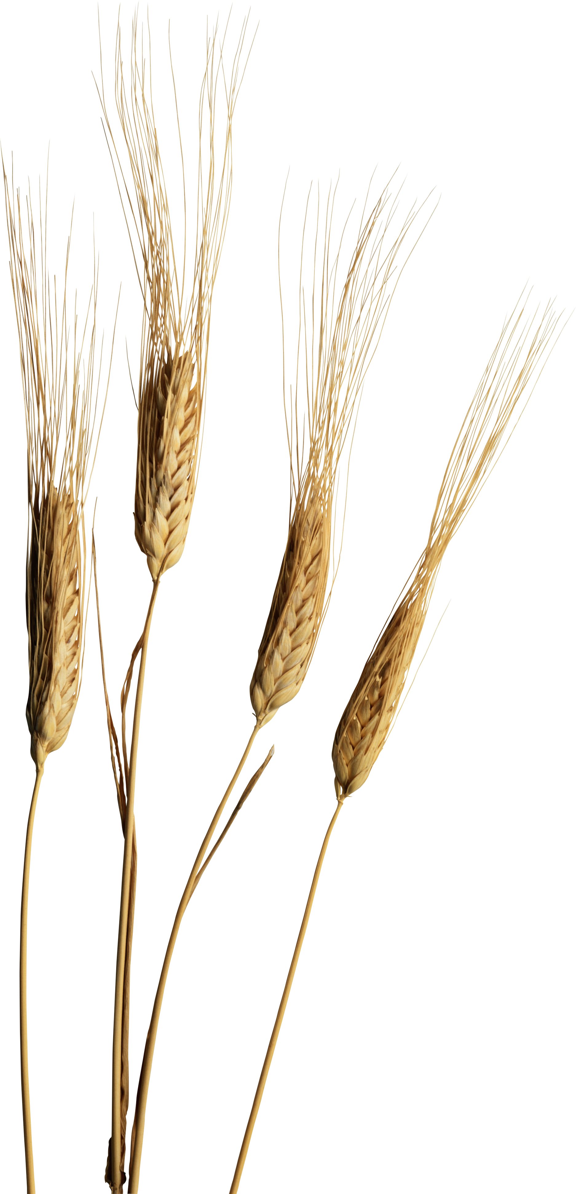 Wheat PNG images Download