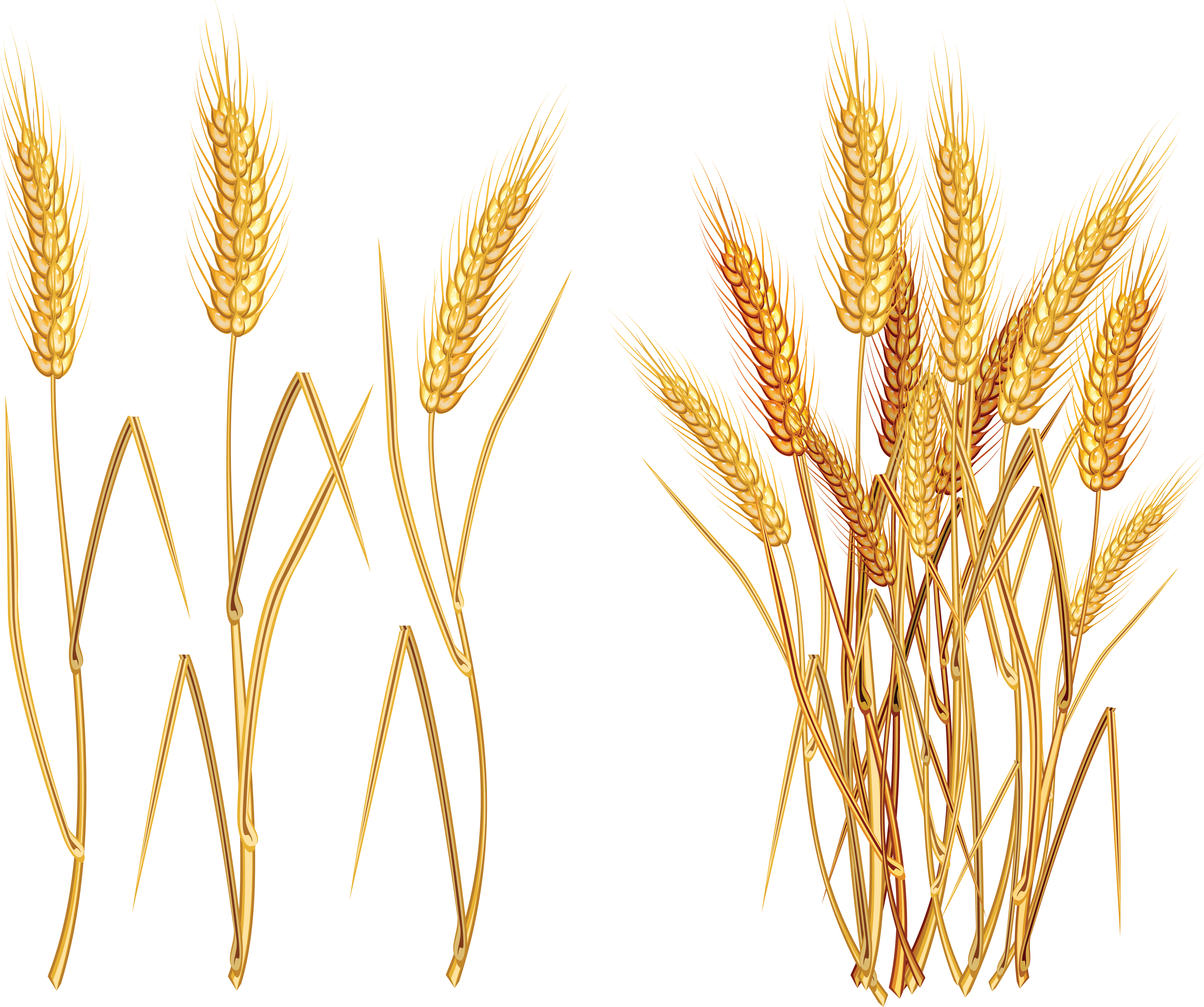 Wheat PNG