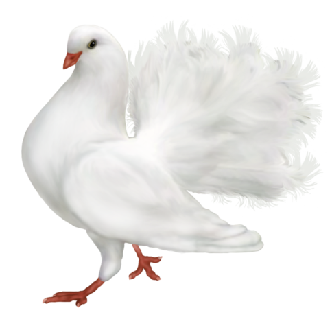 Paloma blanca PNG