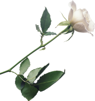 Rosas blancas PNG
