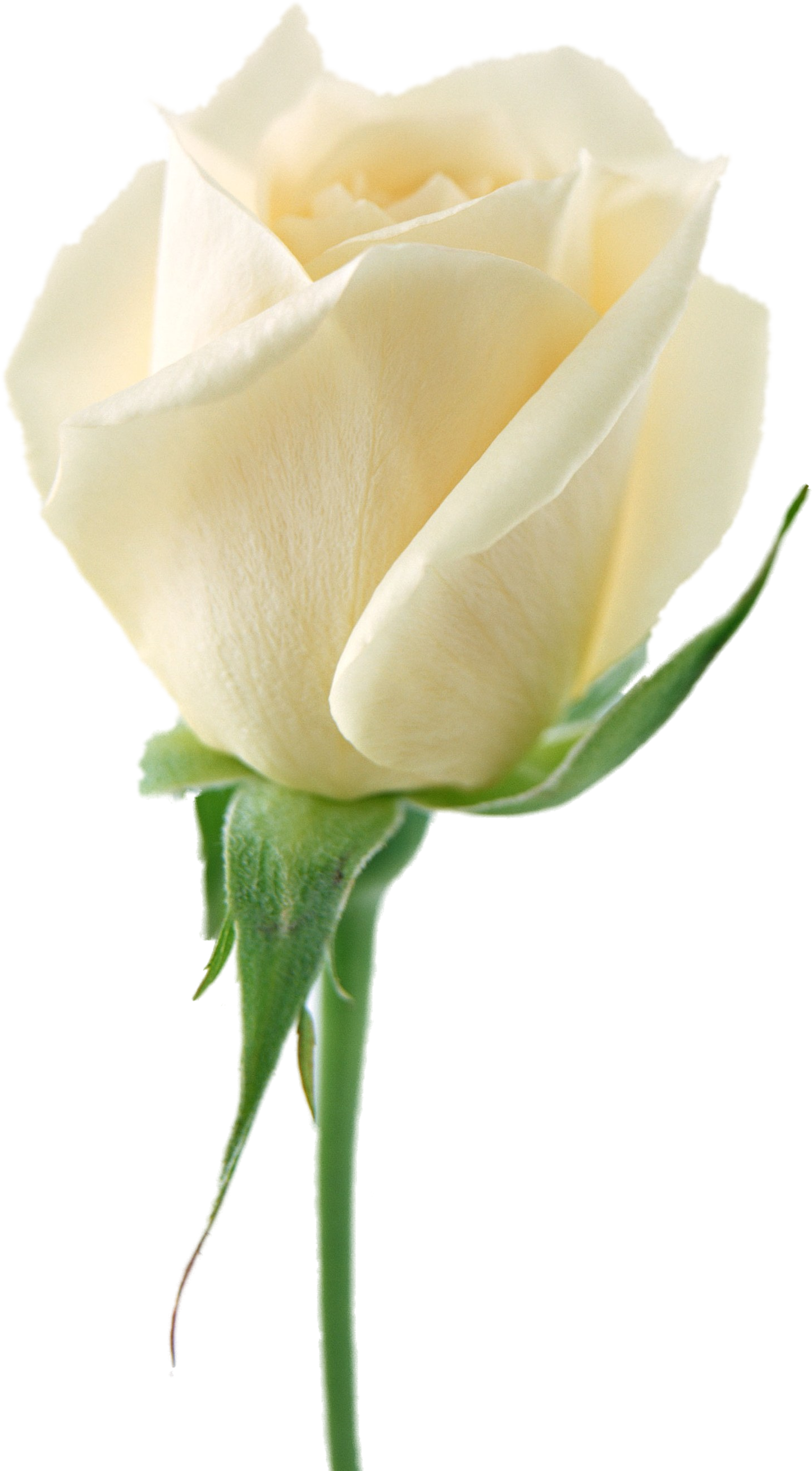 Rosas blancas PNG