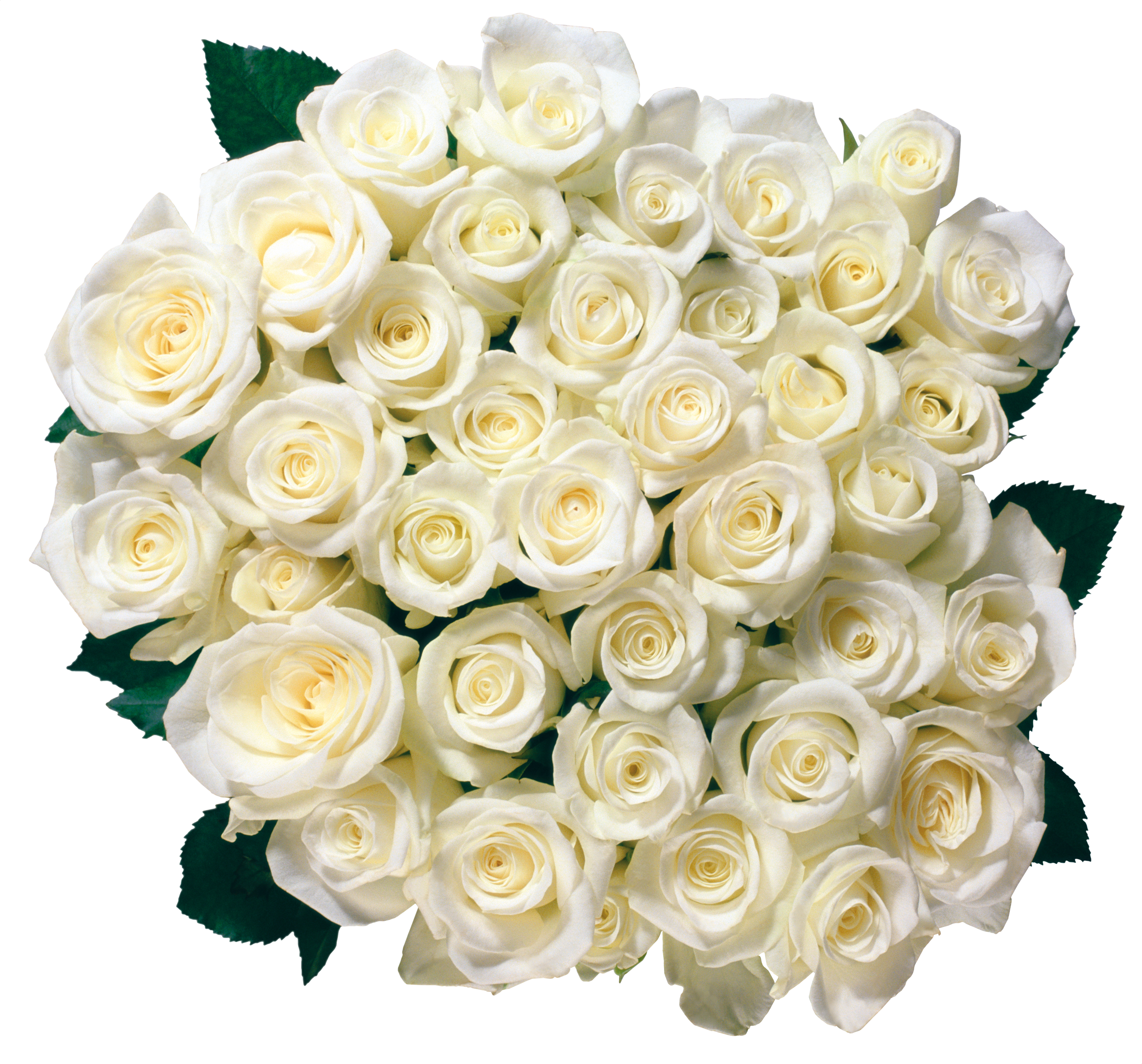White roses PNG images Download