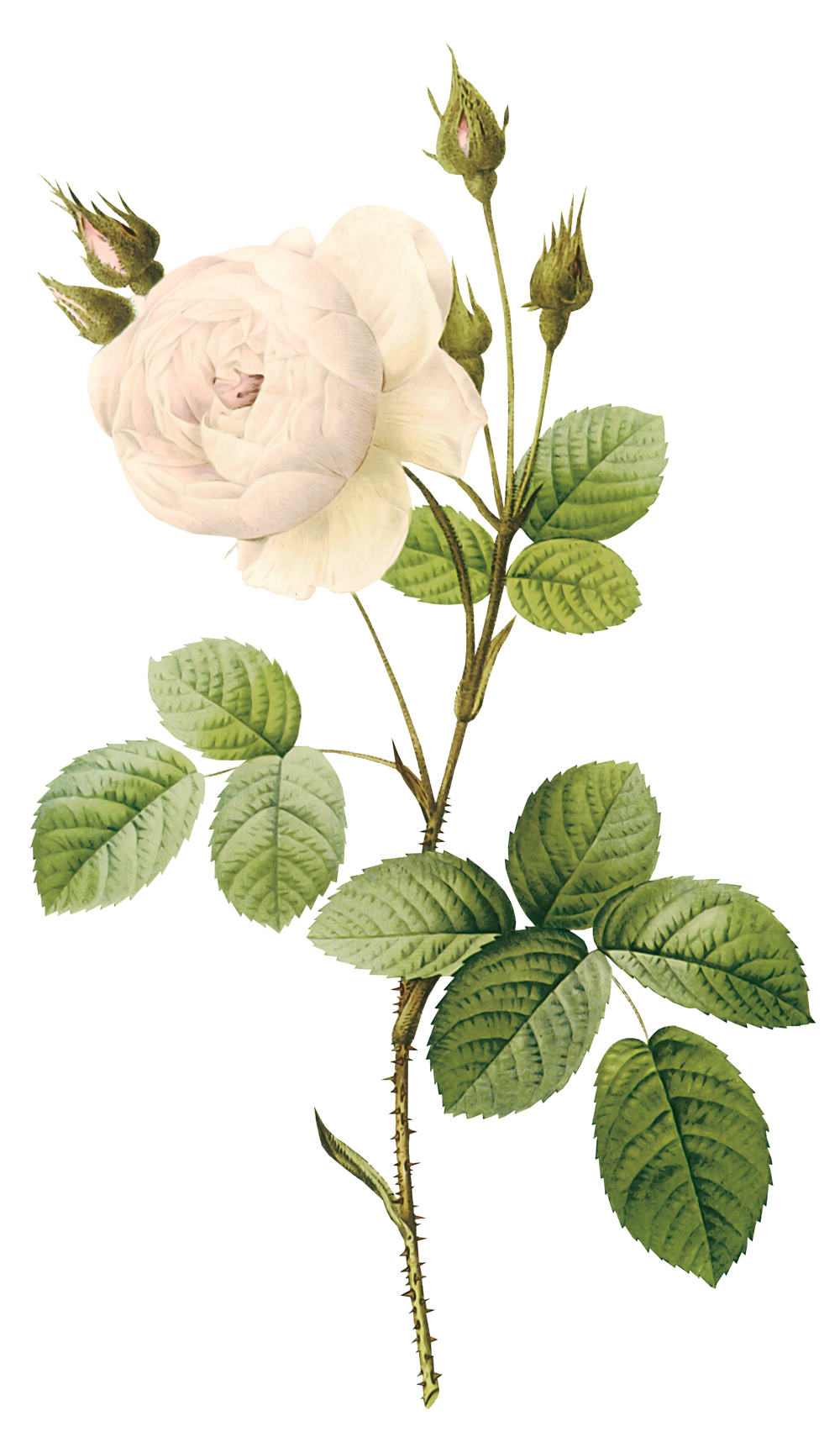 White roses PNG images Download