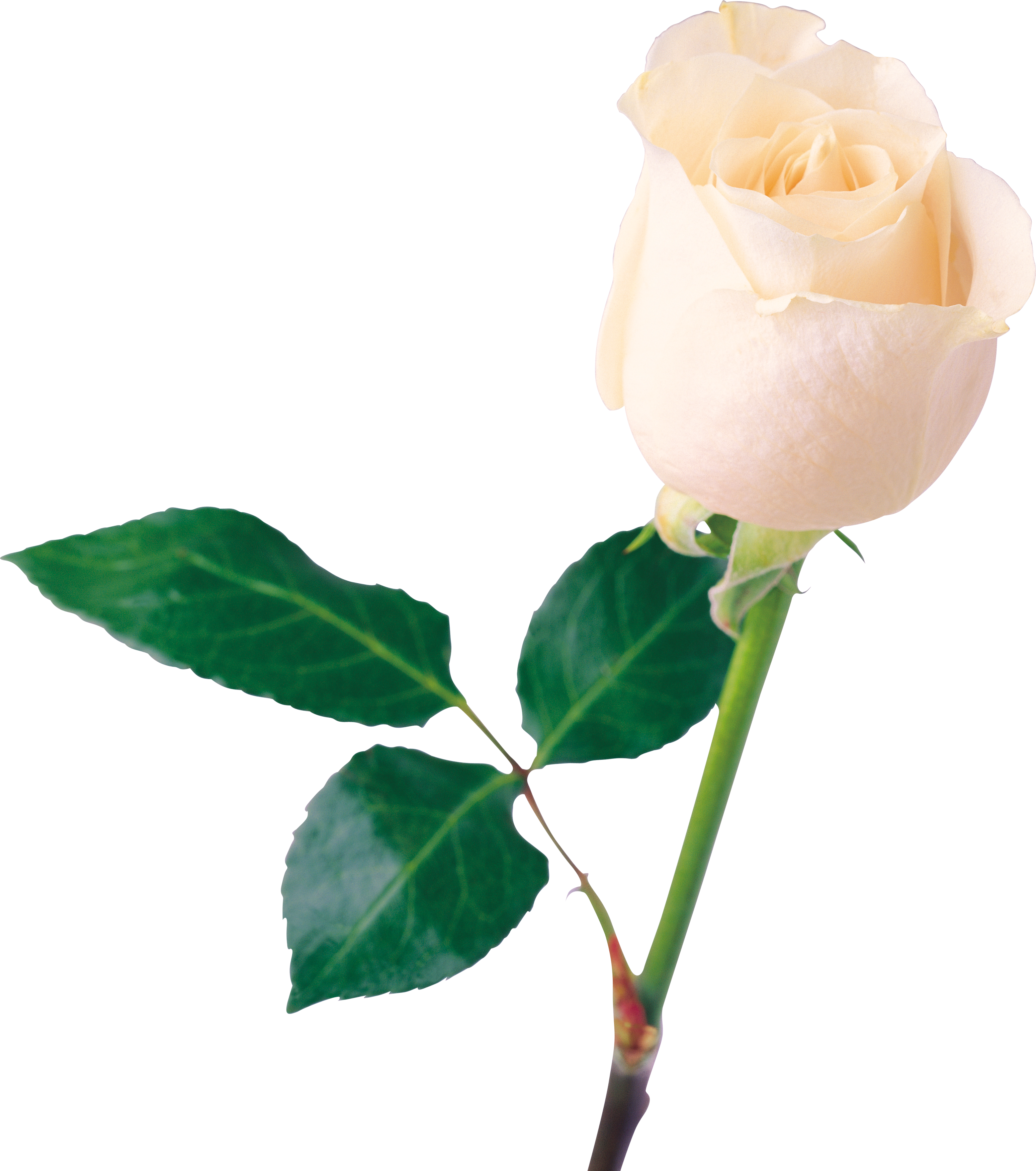 Rosas blancas PNG