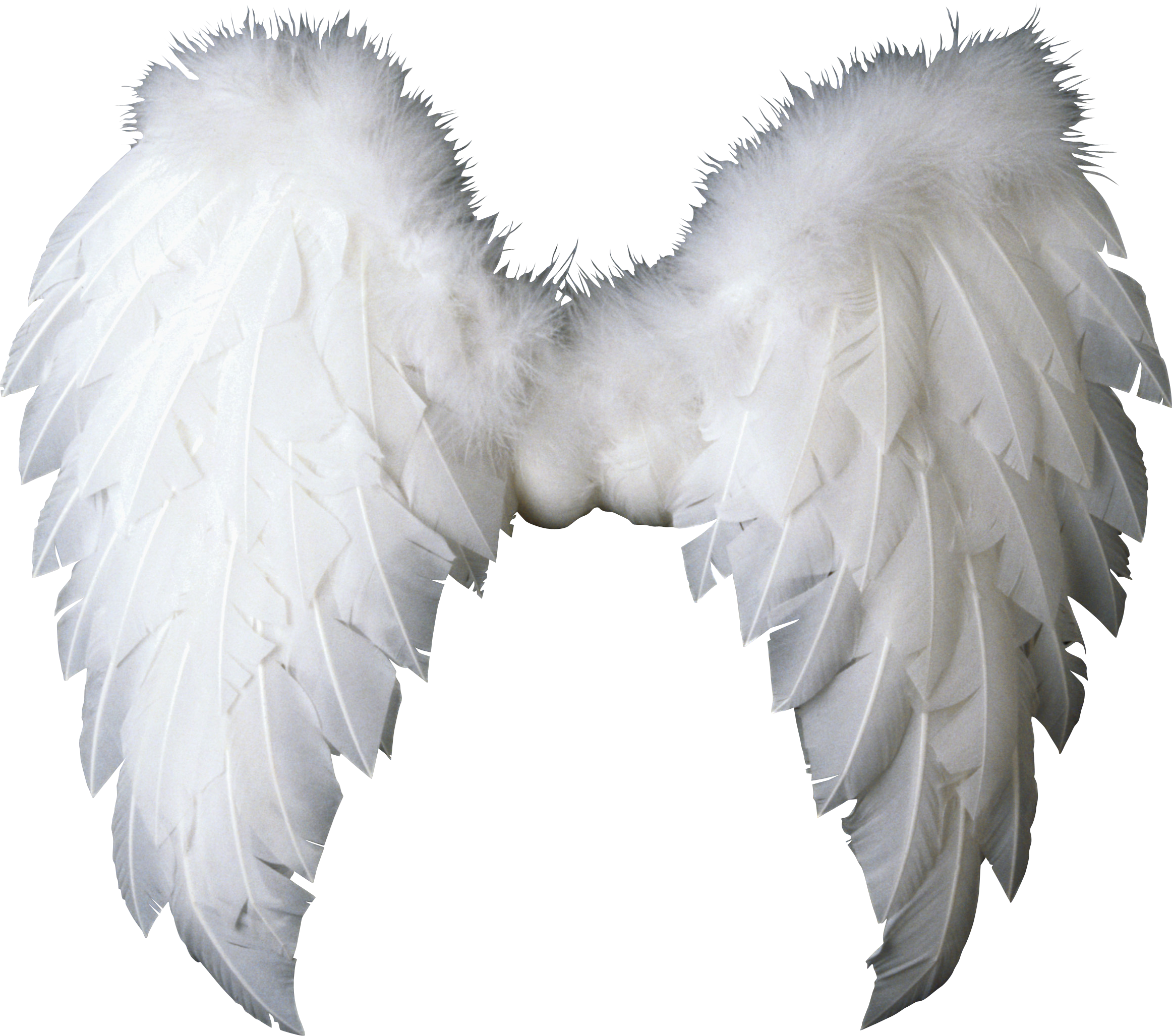 Wings PNG