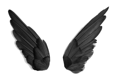 Black wings PNG