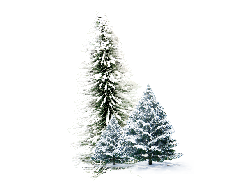 Winter forest PNG