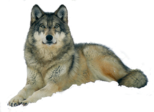 Wolf PNG images Download