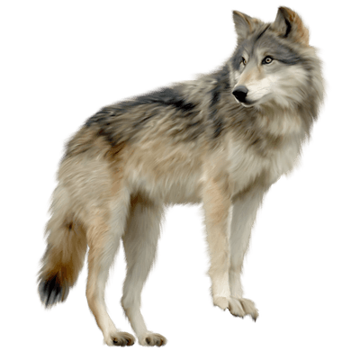 Lobo PNG