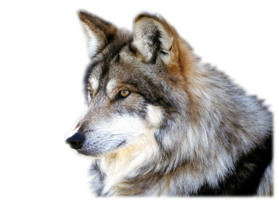 Lobo PNG