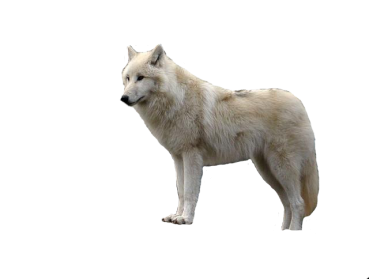 Wolf PNG images Download