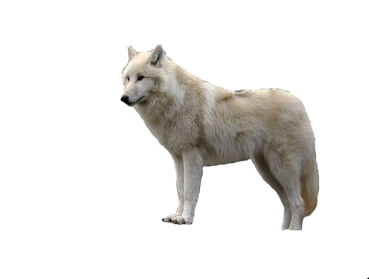 Lobo PNG