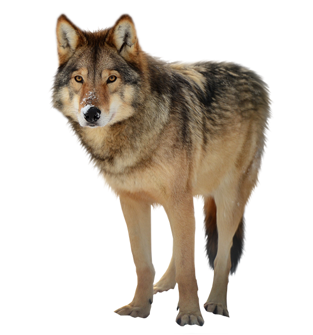 Lobo PNG