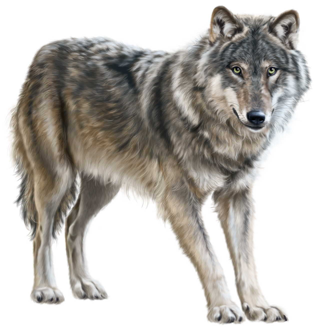 Wolf PNG Wolf PNG