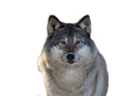 Lobo PNG