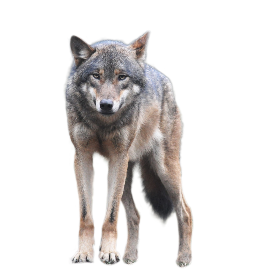 Lobo PNG