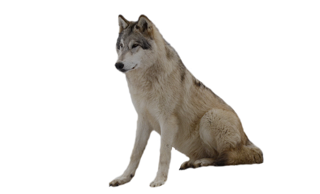 wolf png image, picture, download