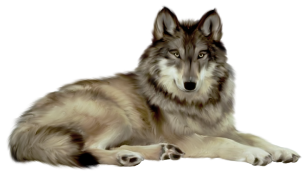 white wolf png image, picture, download