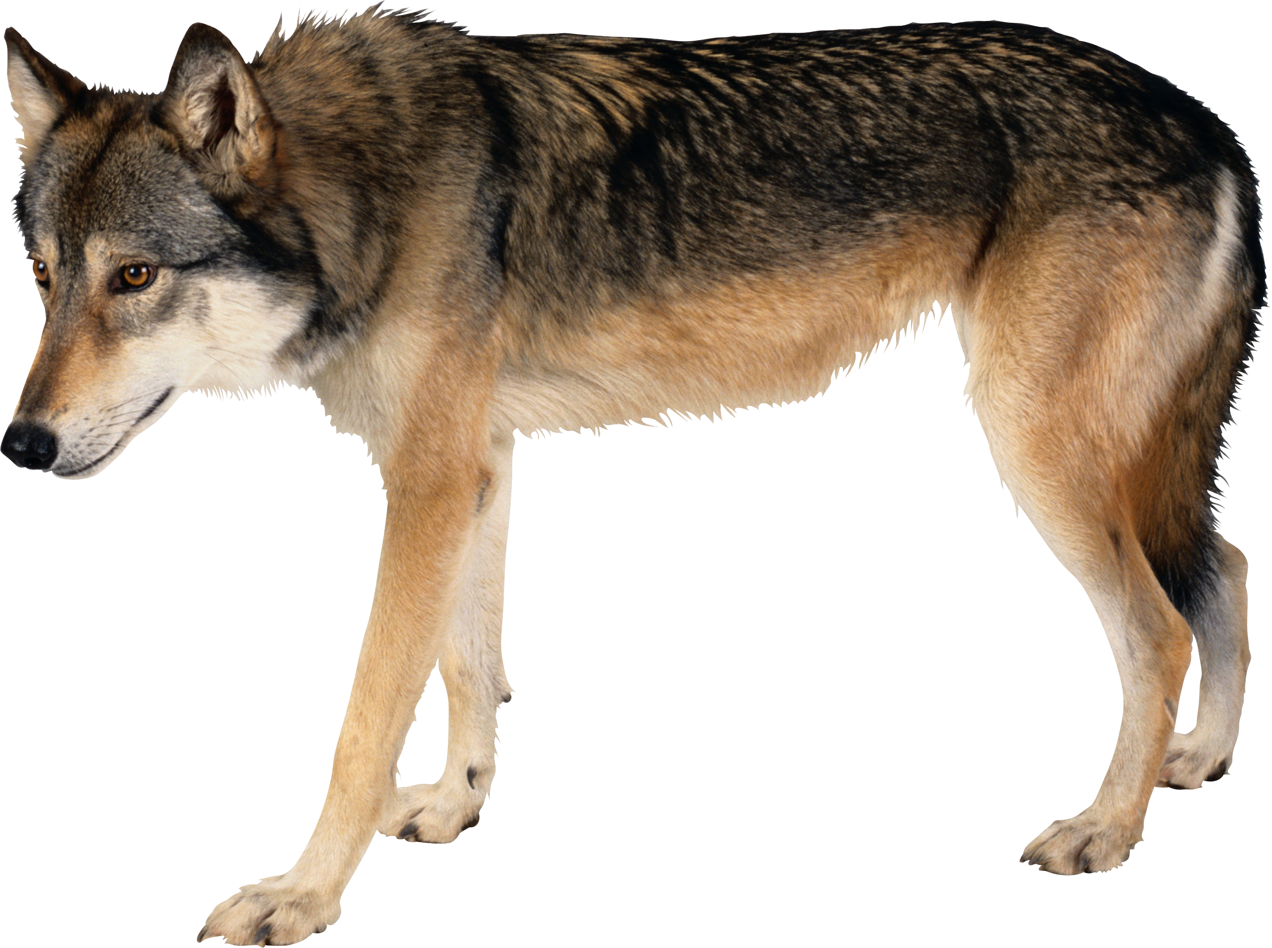 Wolf PNG images Download image