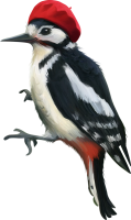 Pájaro carpintero PNG