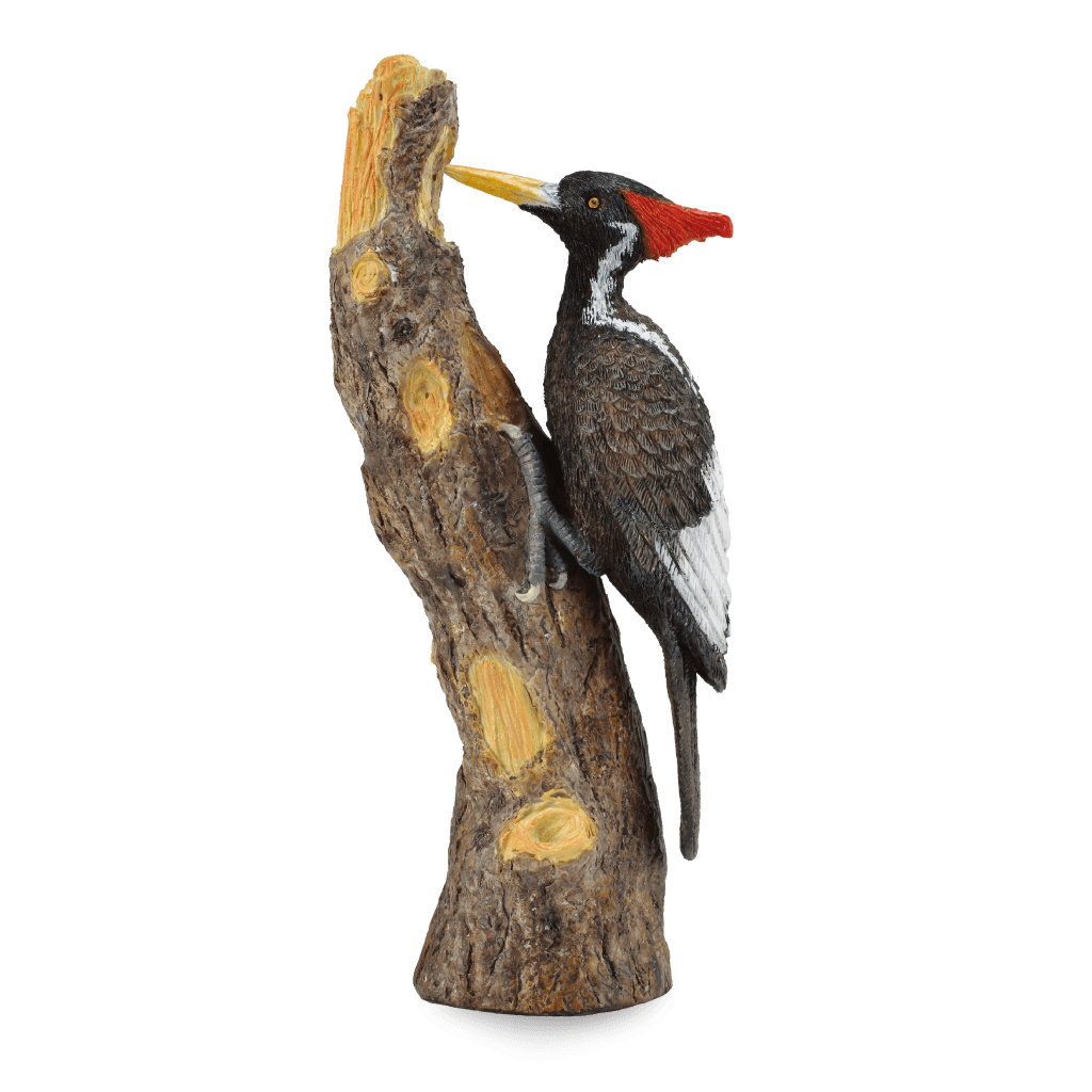 Woodpecker PNG images