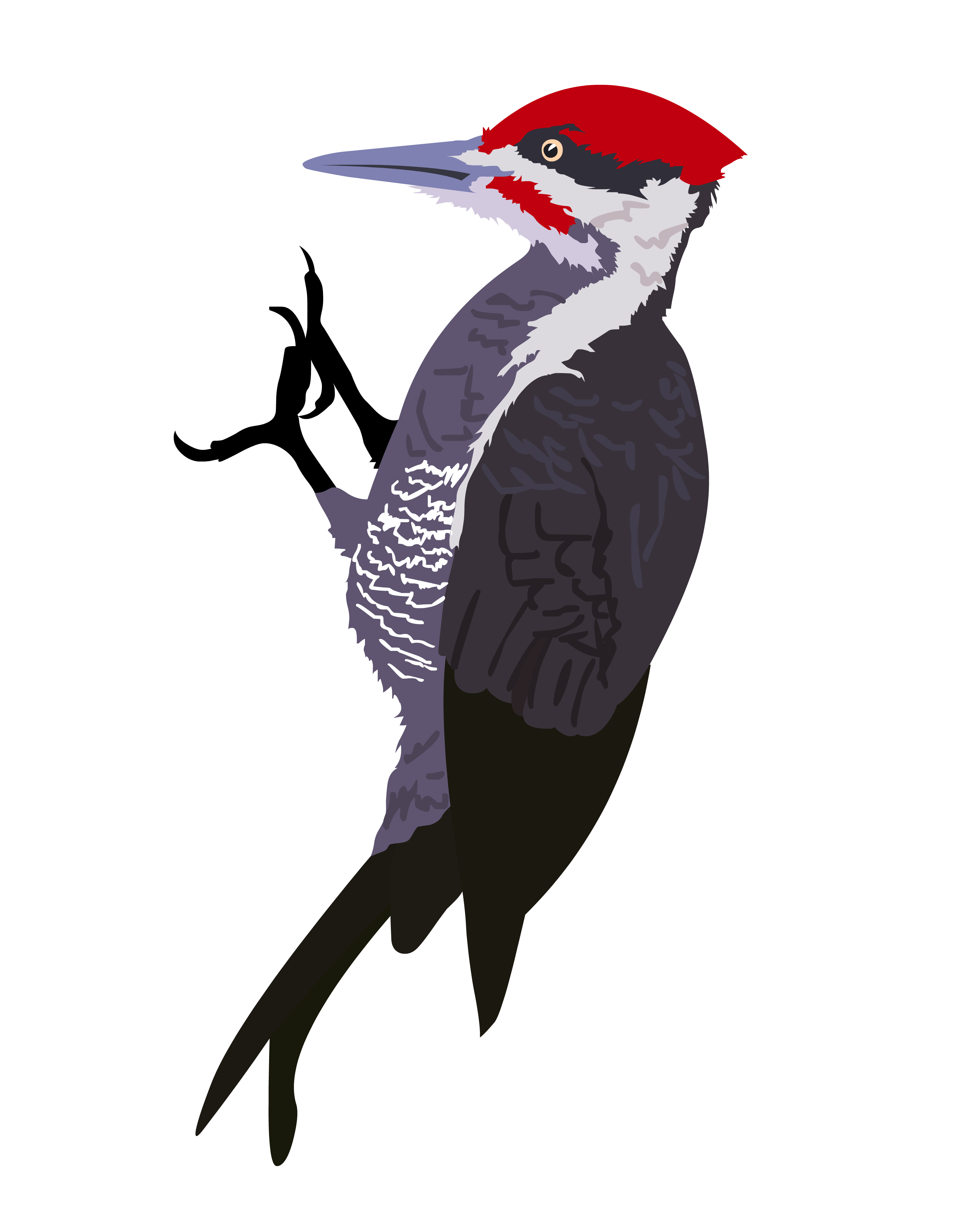 Woodpecker PNG images