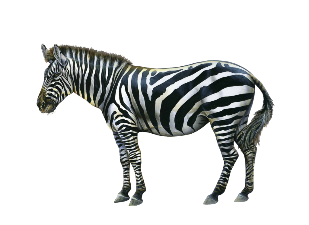 Zebra PNG image