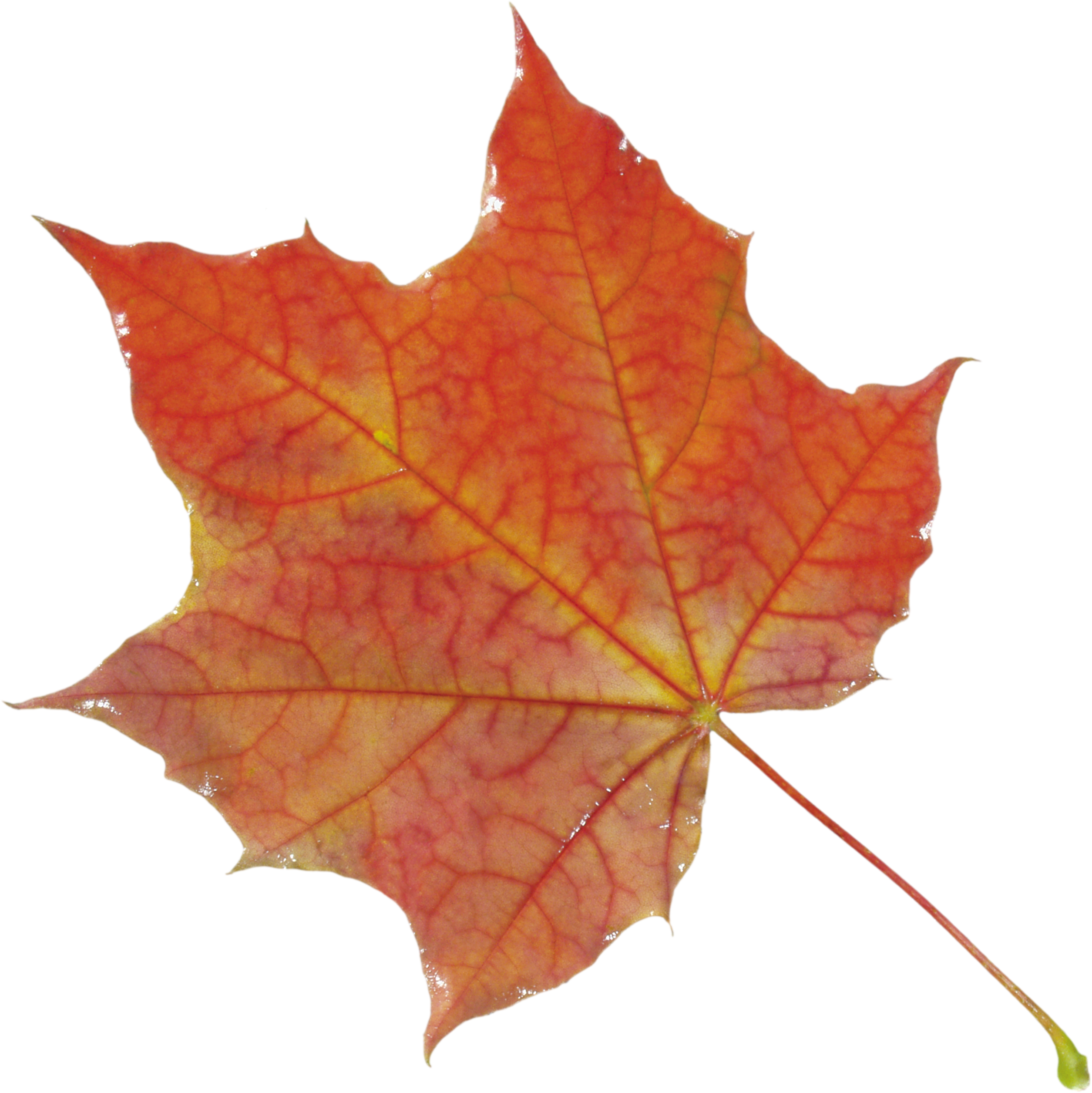 autumn maple leaf png