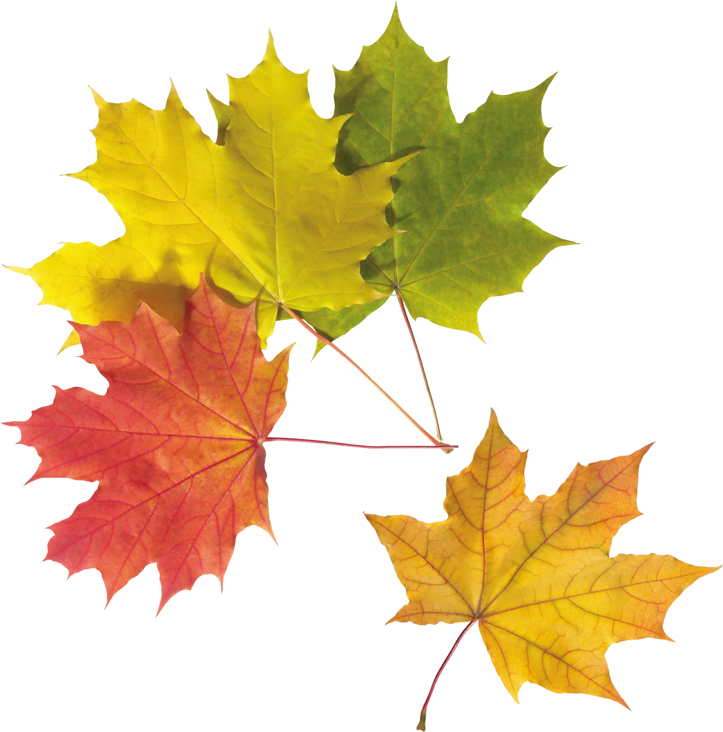 Free Png Download Set Of Autumn Leaves Png Clipart - Maple Leaf - Free  Transparent PNG Clipart Images Download