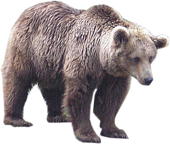 bear PNG transparent image download, size: 600x482px