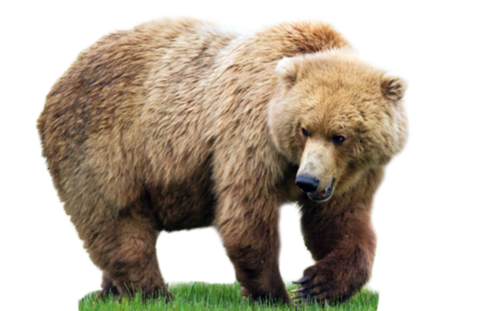 bear PNG transparent image download, size: 620x752px