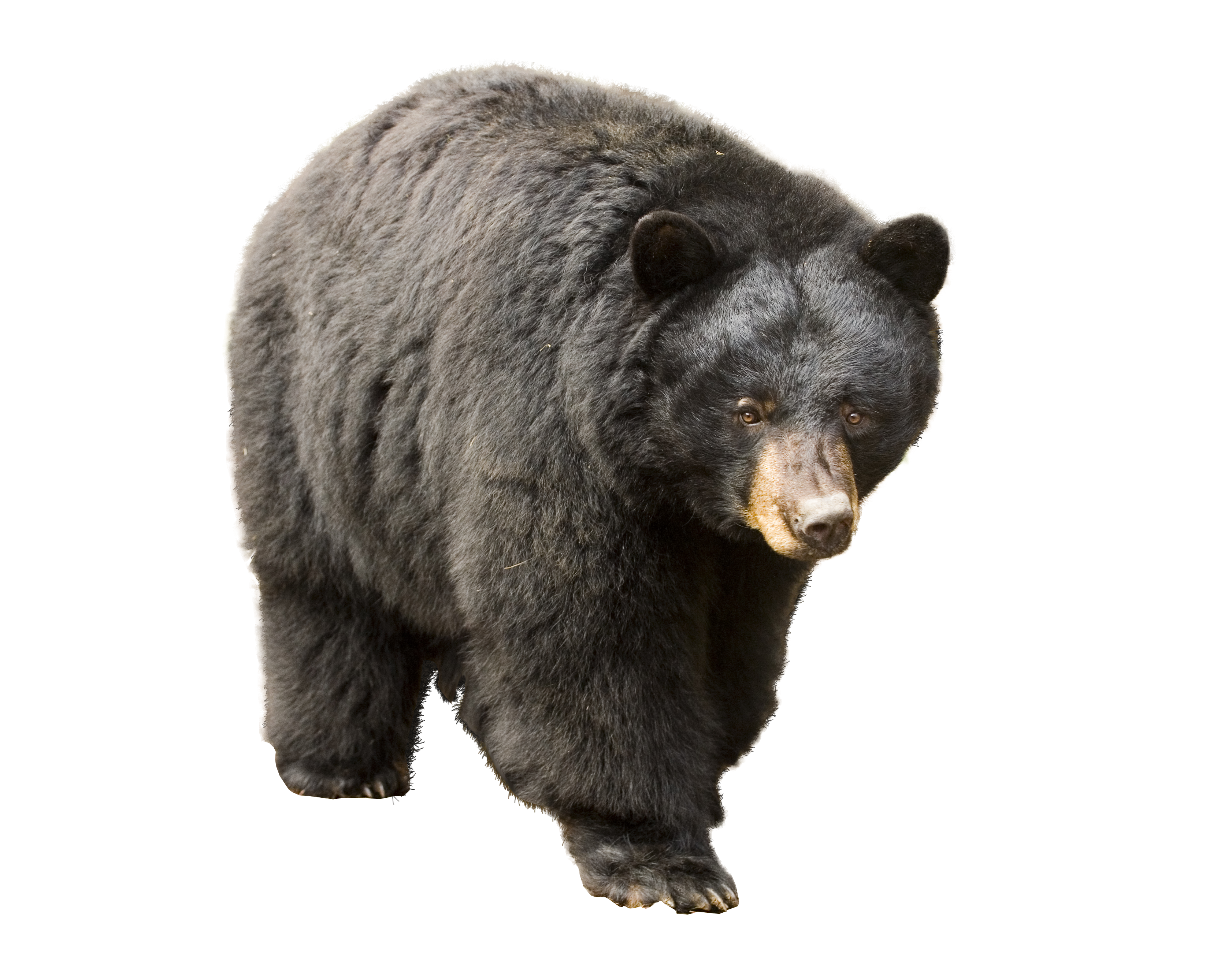 bear PNG transparent image download, size: 3364x2644px