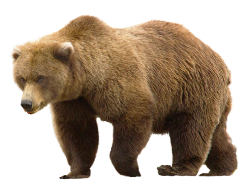 bear PNG transparent image download, size: 500x376px