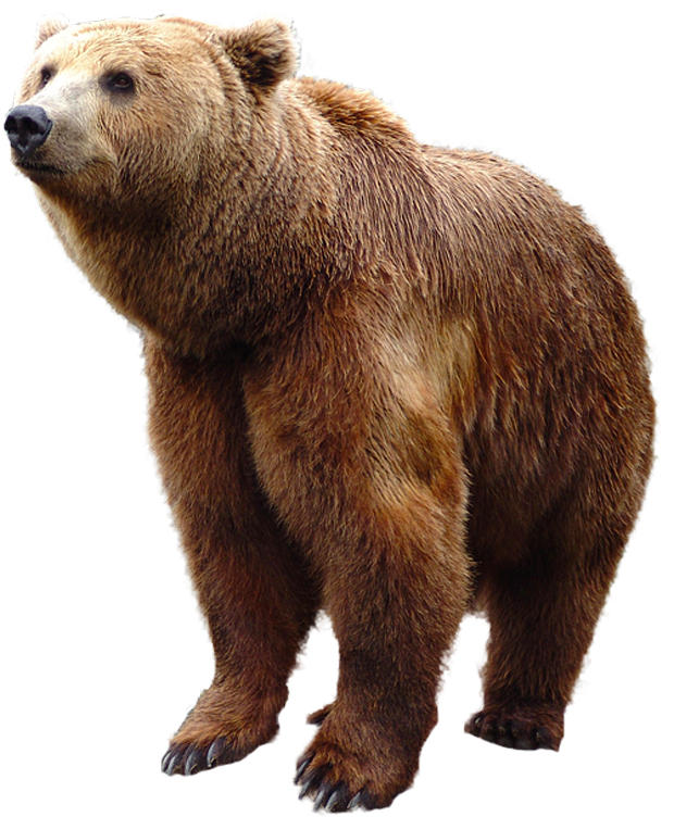 bear PNG transparent image download, size: 620x752px