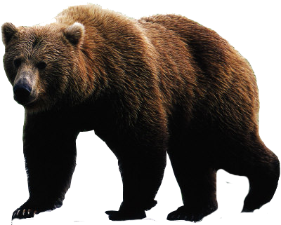 bear PNG transparent image download, size: 400x321px