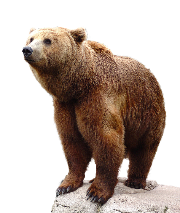 bear PNG transparent image download, size: 4000x3097px