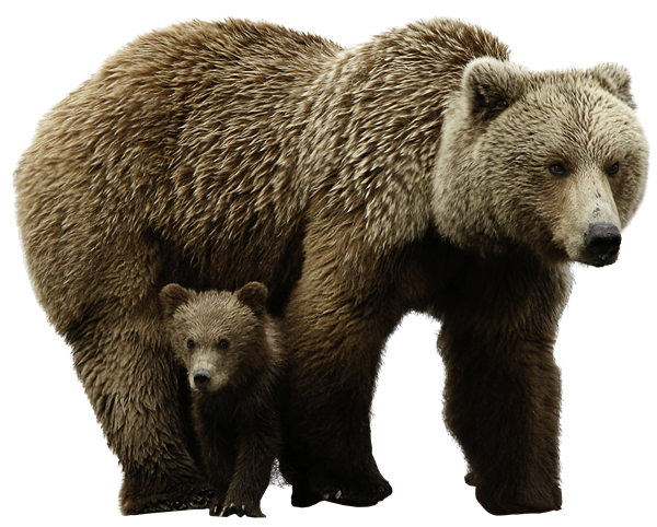 bear PNG transparent image download, size: 400x321px