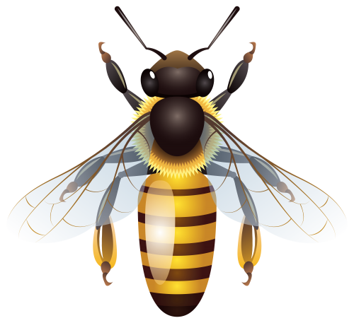 Bee PNG transparent image download, size: 500x457px