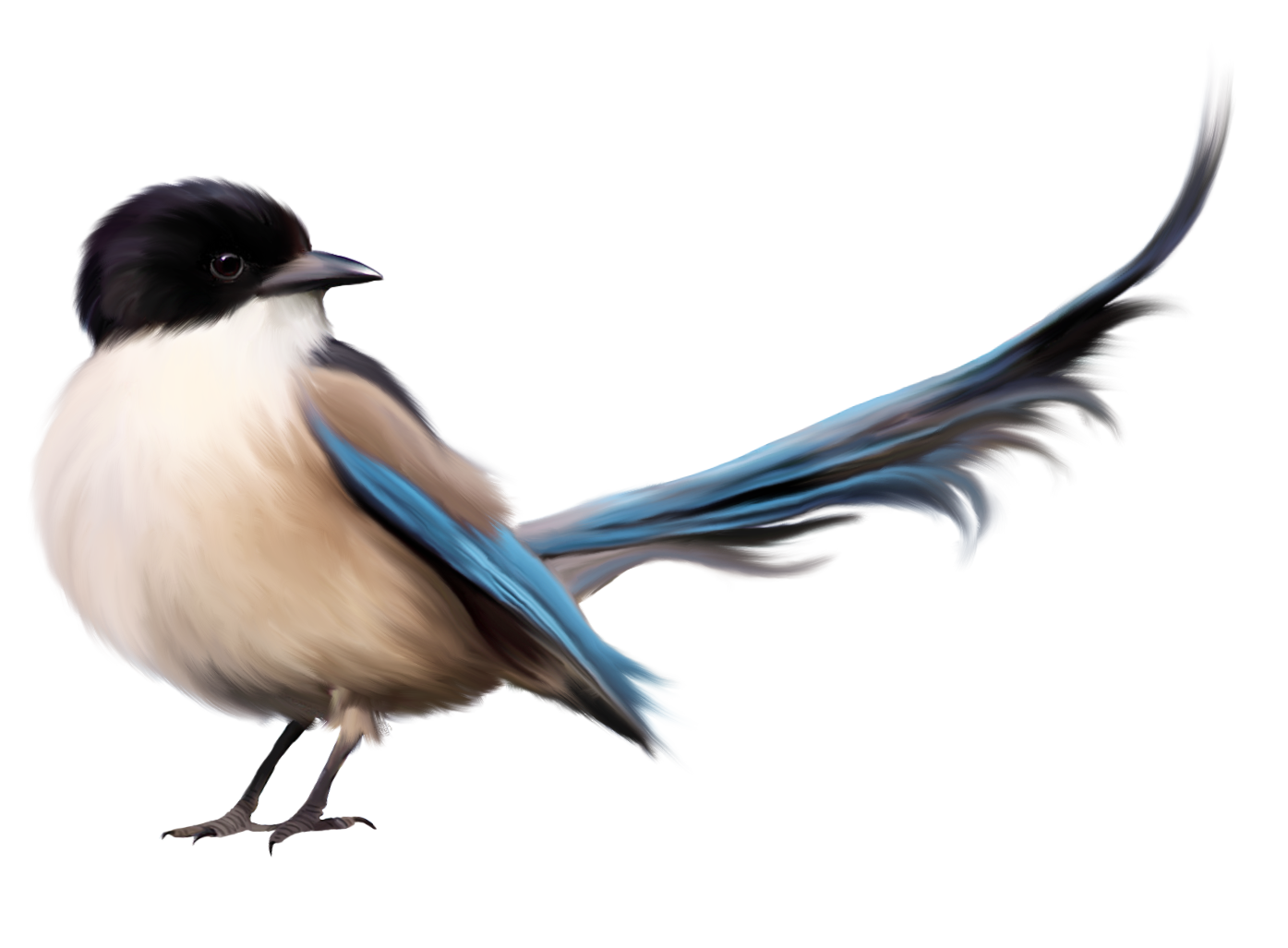 Bird Png Transparent Image Download Size 1395x1027px